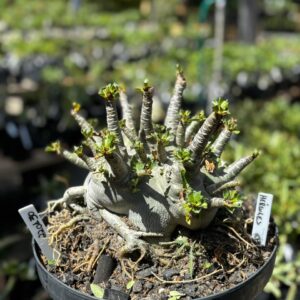 2201 30 Arabicum Hercules - Adulta