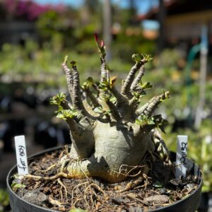 2201 32 Arabicum Fat Boy - Adulta
