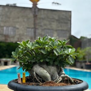 0912 02 Arabicum Spartacus - Adulta