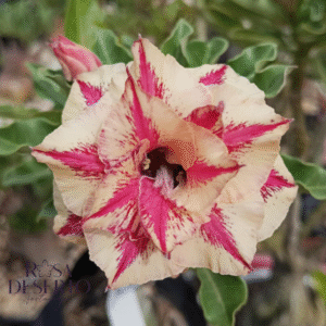 Rosa do Deserto Podadinha - Rosa do Deserto Girassol (Rosa Fotocromática) - Podadinhas - RDF Fortaleza