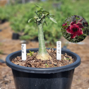1902 17 Vaso 8 Litros Rosa do Deserto Brd 99- ( Viveiro )