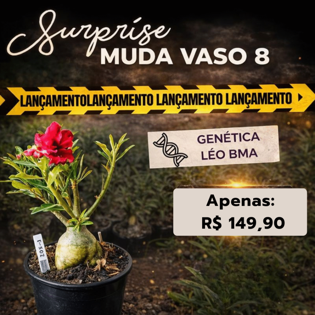 Rosa do Deserto Baobá Baby Surprise (Léo BMA) - Linha Baobá - RDF Fortaleza
