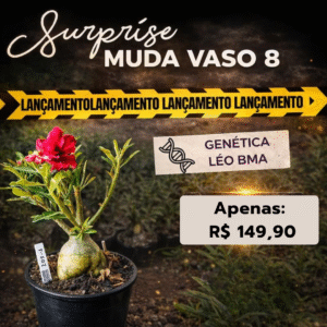 Rosa do Deserto Baobá Baby Surprise (Léo BMA) - Linha Baobá - RDF Fortaleza