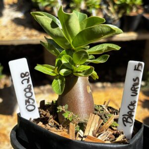 0302 28 Arabicum Black Urus f3