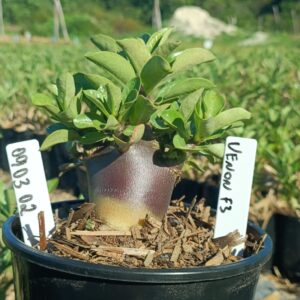 0903 02 Arabicum Venom Red F3