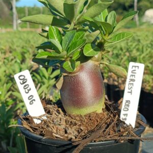 0903 06 Arabicum Everest Red F3