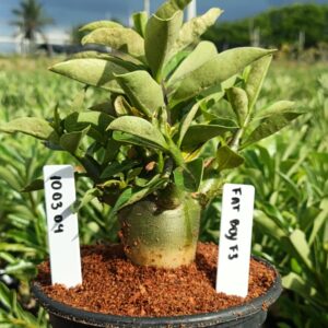 1003 04 Arabicum Fat Boy F3