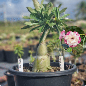 Rosa do Deserto 1003 01 Baobá Baby Artemisia - Linha Baobá - RDF Fortaleza