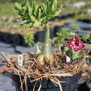 Rosa do Deserto 1003 14 Baobá Baby Blossom - Linha Baobá - RDF Fortaleza
