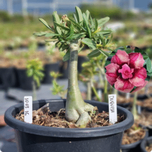 Rosa do Deserto 1003 16 Baobá Baby Duquesa - Linha Baobá - RDF Fortaleza