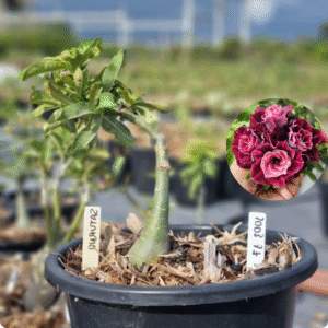 Rosa do Deserto 1003 17 Baobá Baby Saturno - Linha Baobá - RDF Fortaleza