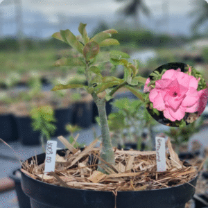 Rosa do Deserto 1003 20 Baobá Baby Pathumma - Linha Baobá - RDF Fortaleza
