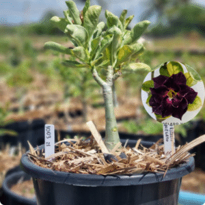 Rosa do Deserto 1003 21 Baobá Baby Céu Estrelado Variegata - Linha Baobá - RDF Fortaleza