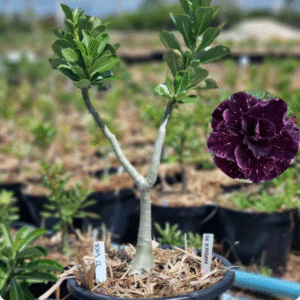 Rosa do Deserto 1003 22 Baobá Baby Céu Estrelado - Linha Baobá - RDF Fortaleza
