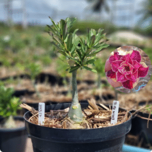 Rosa do Deserto 1003 27 Baobá Baby Triple Wish III - Linha Baobá - RDF Fortaleza