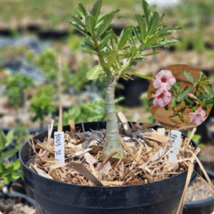 Rosa do Deserto 1003 32 Baobá Baby Petúnia - Linha Baobá - RDF Fortaleza