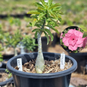 Rosa do Deserto 1003 36 Baobá Baby Pathumma - Linha Baobá - RDF Fortaleza