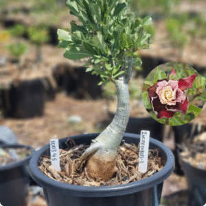 Rosa do Deserto 1003 45 Baobá Baby Incredibles-2 - Linha Baobá - RDF Fortaleza