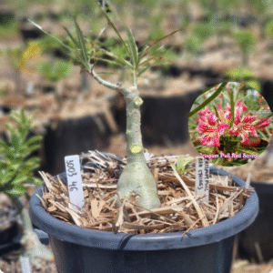 Rosa do Deserto 1003 46 Baobá Baby Crispum Pull Red Strings - Linha Baobá - RDF Fortaleza