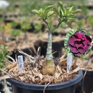 Rosa do Deserto 1003 47 Baobá Baby Purple Eyes - Linha Baobá - RDF Fortaleza
