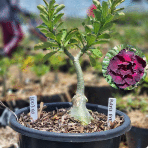 Rosa do Deserto 1003 50 Baobá Baby Purple Eyes - Linha Baobá - RDF Fortaleza