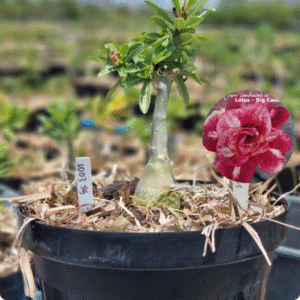 Rosa do Deserto 1003 55 Baobá Baby Lotus - Linha Baobá - RDF Fortaleza