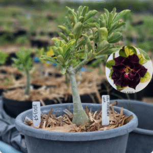 Rosa do Deserto 1003 57 Baobá Baby Céu Estrelado Variegata - Linha Baobá - RDF Fortaleza