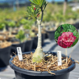 Rosa do Deserto 1003 61 Baobá Baby Marigold - Linha Baobá - RDF Fortaleza