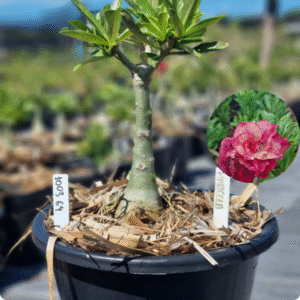 Rosa do Deserto 1003 64 Baobá Baby Marigold - Linha Baobá - RDF Fortaleza