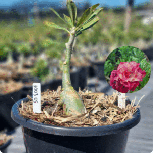 Rosa do Deserto 1003 65 Baobá Baby Marigold - Linha Baobá - RDF Fortaleza