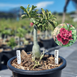 Rosa do Deserto 1003 67 Baobá Baby Carmin RDF - Linha Baobá - RDF Fortaleza