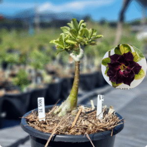 Rosa do Deserto 1003 72 Baobá Baby Céu Estrelado Variegata - Linha Baobá - RDF Fortaleza