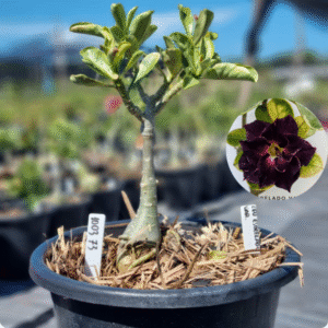Rosa do Deserto 1003 73 Baobá Baby Céu Estrelado Variegata - Linha Baobá - RDF Fortaleza