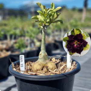 Rosa do Deserto 1003 77 Baobá Baby Céu Estrelado Variegata - Linha Baobá - RDF Fortaleza
