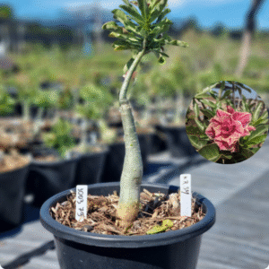 Rosa do Deserto 1003 79 Baobá Baby KR54 - Linha Baobá - RDF Fortaleza