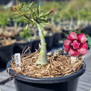 Rosa do Deserto 1003 80 Baobá Baby Duquesa - Linha Baobá - RDF Fortaleza