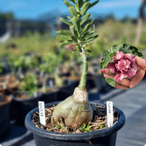 Rosa do Deserto 1003 88 Baobá Baby Duquesa - Linha Baobá - RDF Fortaleza