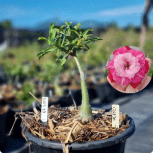 Rosa do Deserto 1003 89 Baobá Baby Cereja - Linha Baobá - RDF Fortaleza