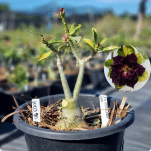 Rosa do Deserto 1003 90 Baobá Baby Céu Estrelado Variegata - Linha Baobá - RDF Fortaleza