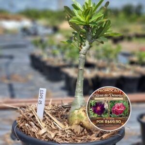 Rosa do Deserto 1103 25 Baobá Baby Marigold - Linha Baobá - RDF Fortaleza