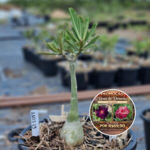Rosa do Deserto 1103 29 Baobá Baby Marigold - Linha Baobá - RDF Fortaleza