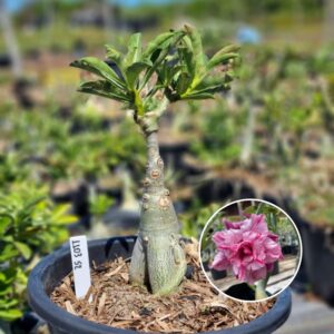 Rosa do Deserto 1103 52 Baobá Baby Ultra Violet - Linha Baobá - RDF Fortaleza