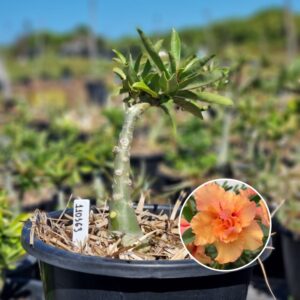 Rosa do Deserto 1103 563 Baobá Baby Orange Lover - Linha Baobá - RDF Fortaleza