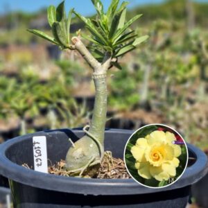 Rosa do Deserto 1103 67 Baobá Baby Ultimate Yellow - Linha Baobá - RDF Fortaleza