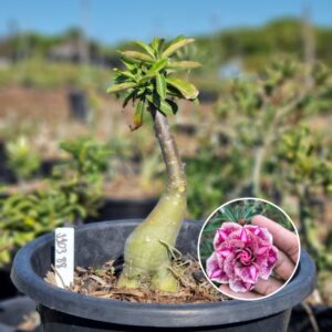 Rosa do Deserto 1103 88 Baobá Baby Diferente - Linha Baobá - RDF Fortaleza