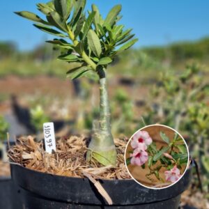 Rosa do Deserto 1103 97 Baobá Baby Petunia - Linha Baobá - RDF Fortaleza