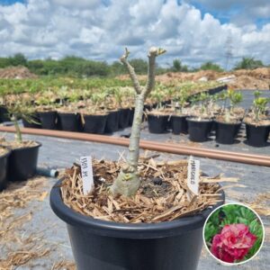 Rosa do Deserto 1303 34 Baobá Baby Marigold - Linha Baobá - RDF Fortaleza