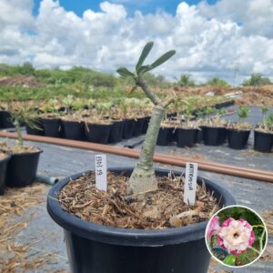 Rosa do Deserto 1303 19 Baobá Baby Artemisia - Linha Baobá - RDF Fortaleza