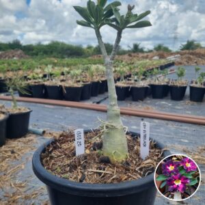 Rosa do Deserto 1303 20 Baobá Baby Céu Estrelado - Linha Baobá - RDF Fortaleza