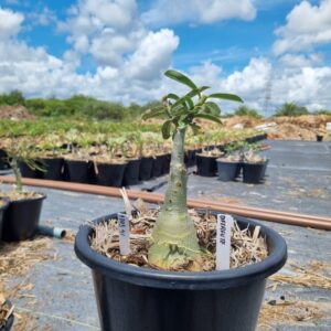 Rosa do Deserto 1303 41 Baobá Baby Diferente - Linha Baobá - RDF Fortaleza